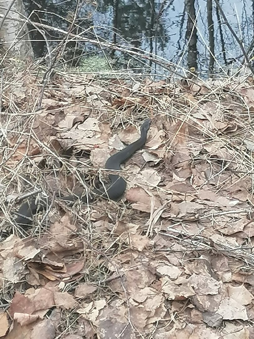 В лесах Вологодской области появилось много змей