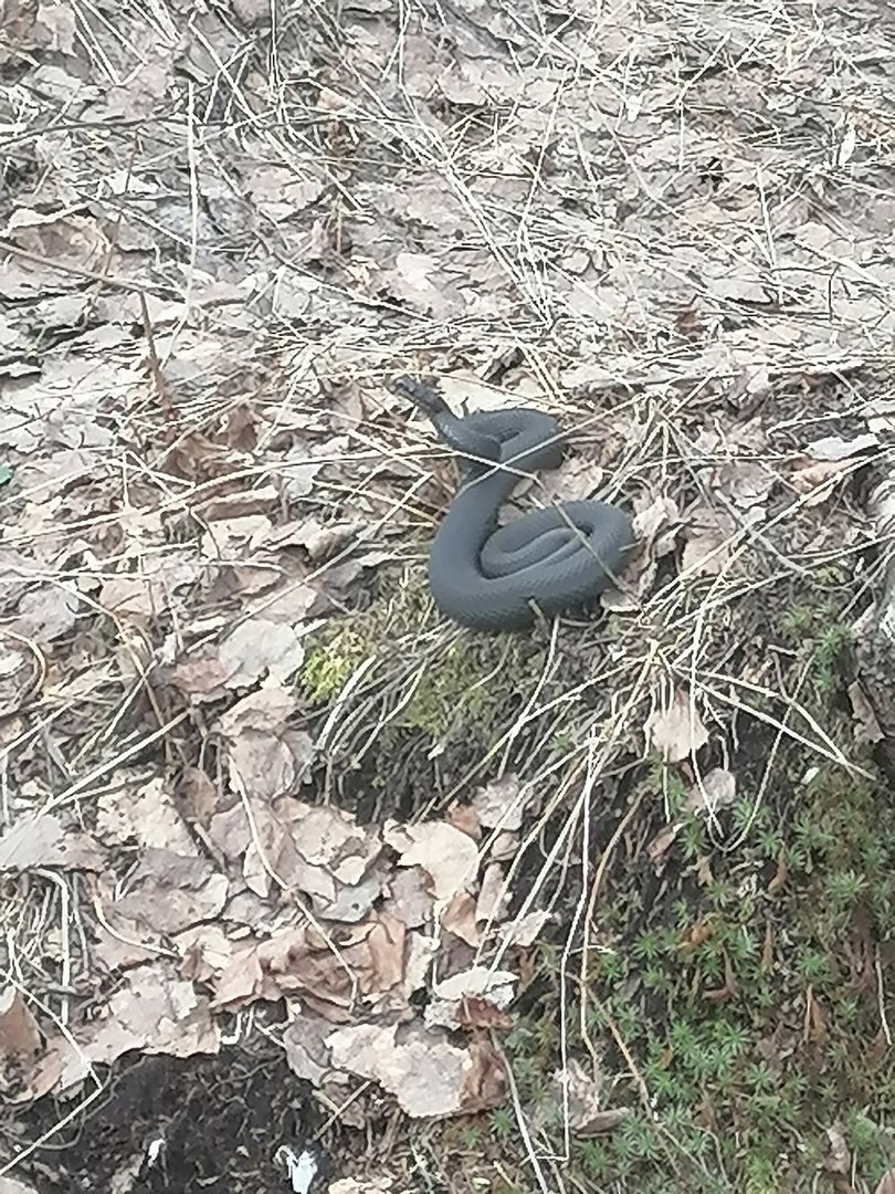 В лесах Вологодской области появилось много змей