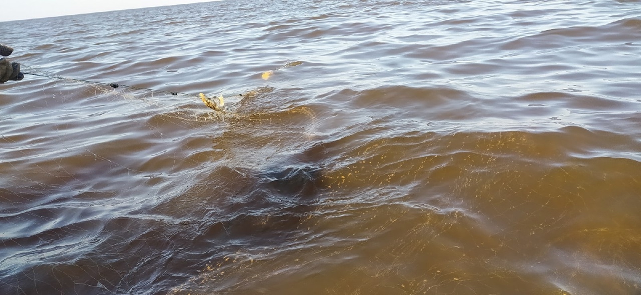 Рыбалка на озерах вологодской области. Белое озеро Вологодская. Рыбы в море. Рыбы белого озера Вологодская. Рыбалка на белом озере Вологодская область.