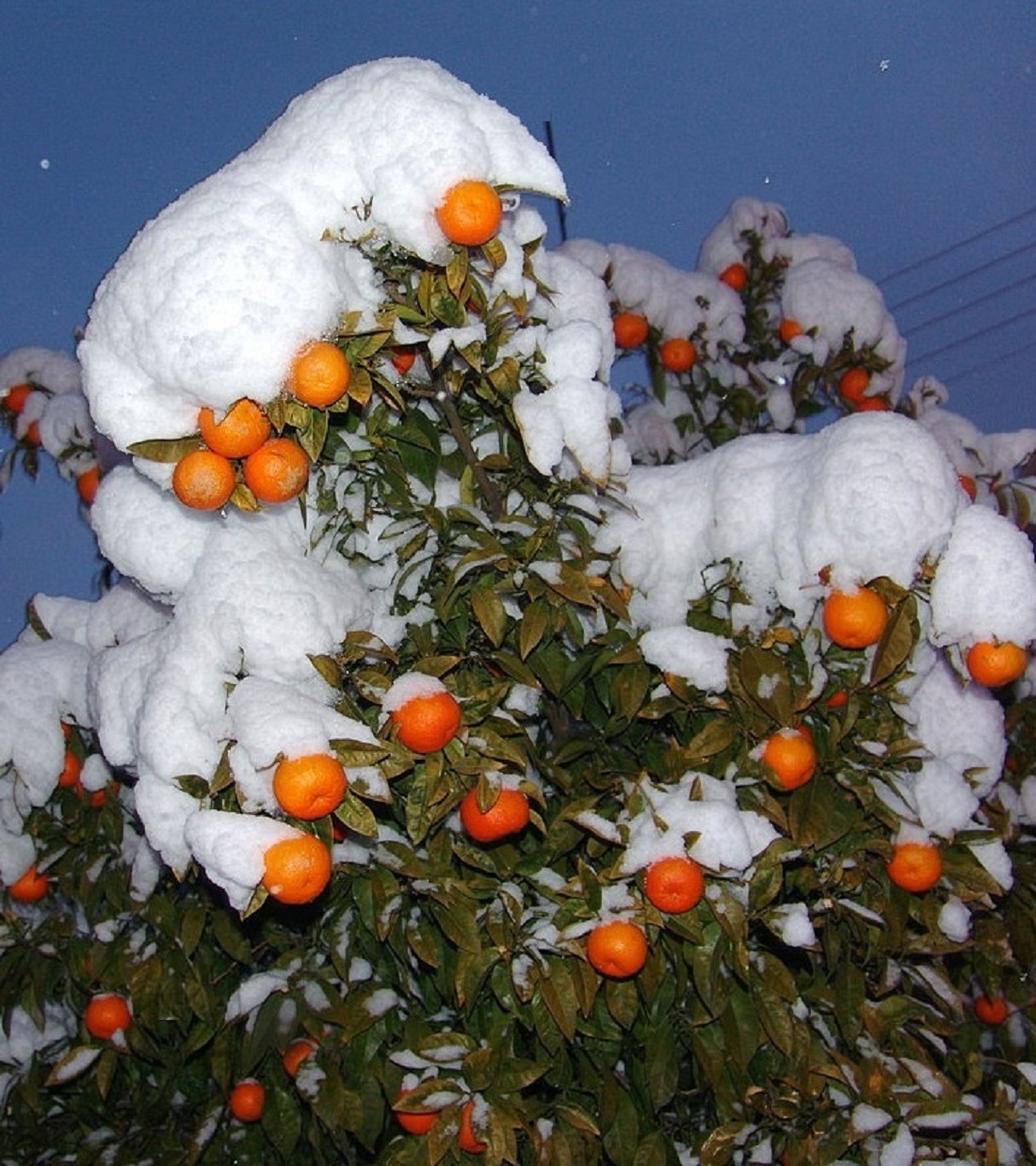 На дереве висят мандарины. Мандарины на снегу. Мандариновое дерево в снегу. Апельсины на снегу. Мандариновое дерево зимой.