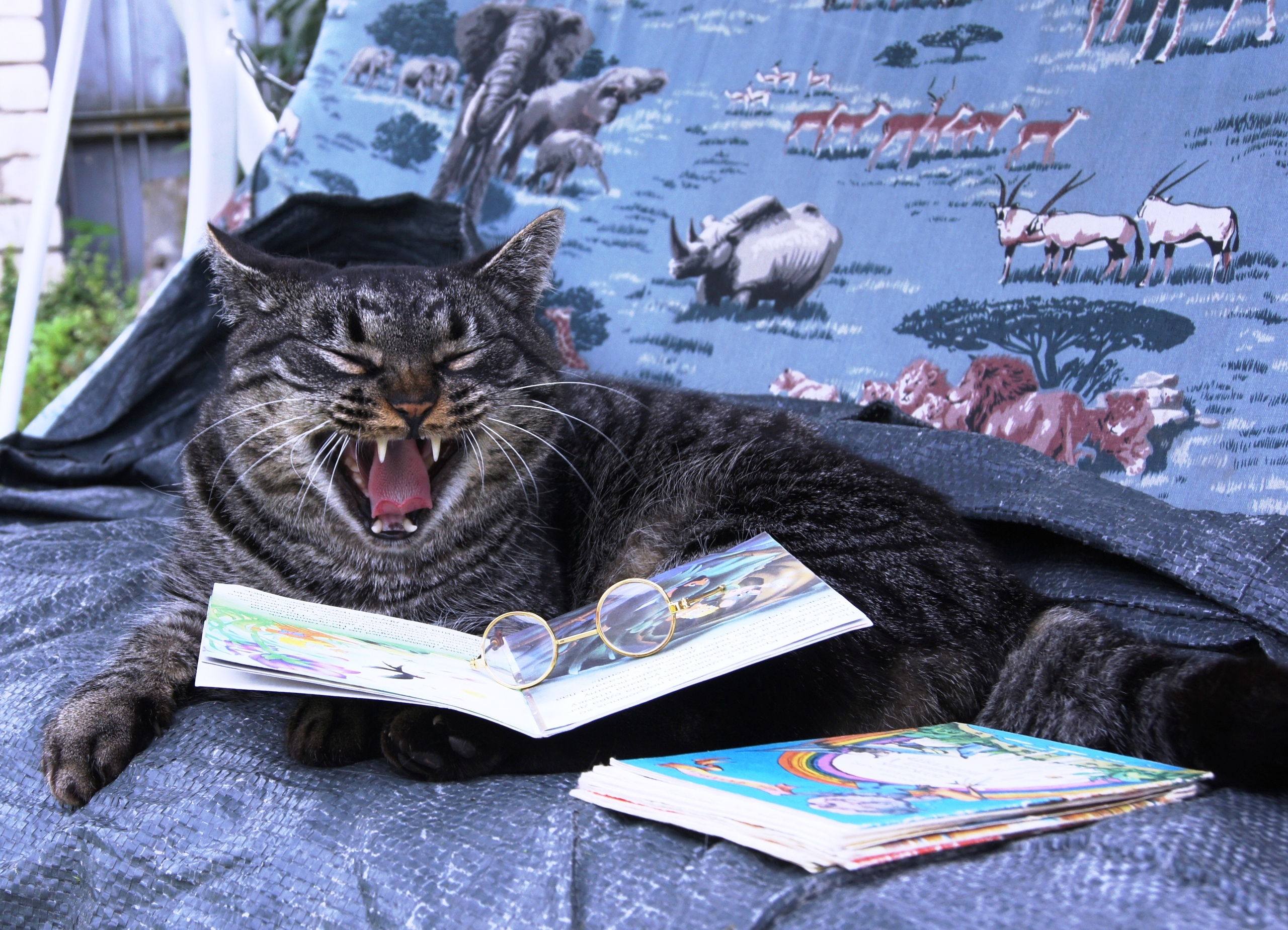 Читай про котиков. Кот читает. Книга котик. Котик с книжкой. Умный кот.