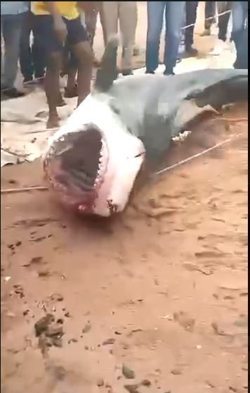 акула1