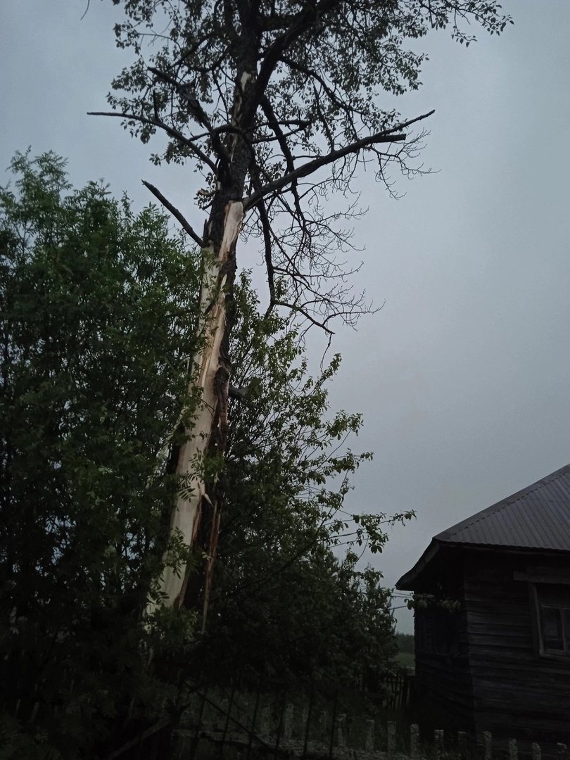 В одной из вологодских деревень молния попала в дерево рядом с домом