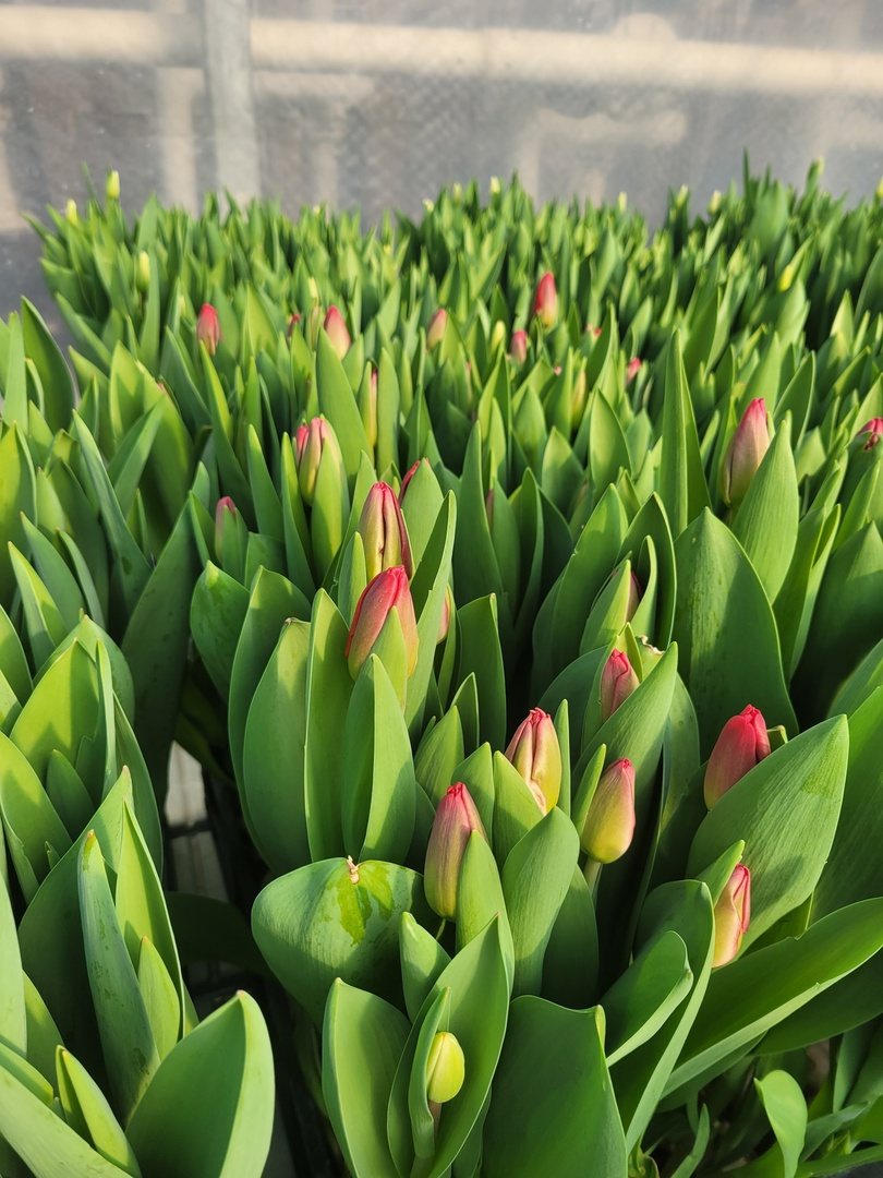 В Вологде зацвели тюльпаны