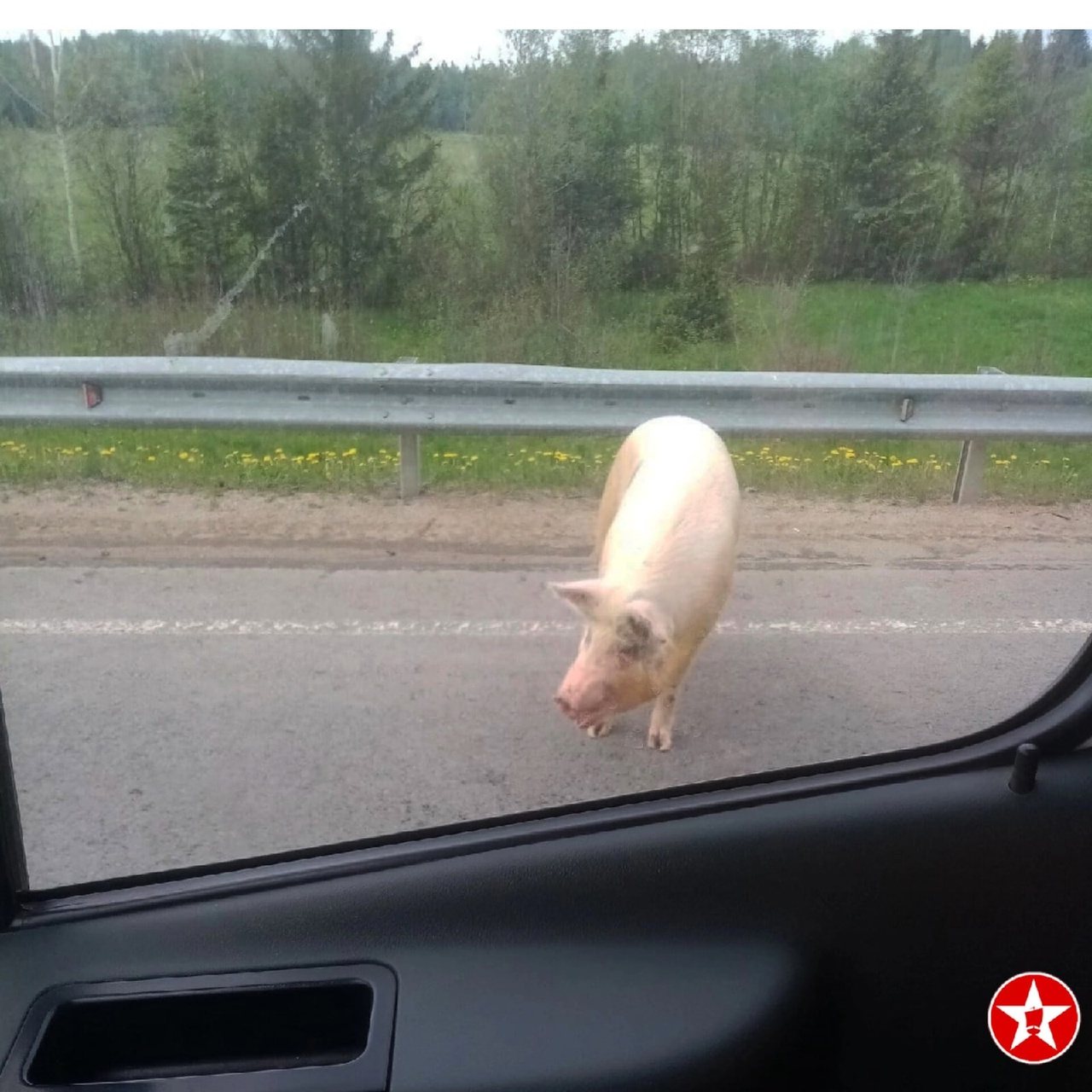свободолюбивая свинья