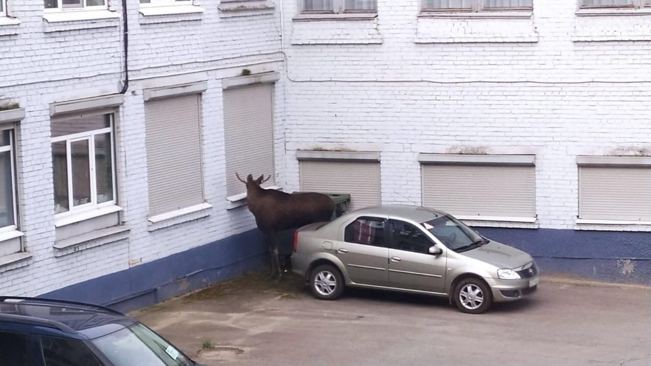 лоси в Череповце