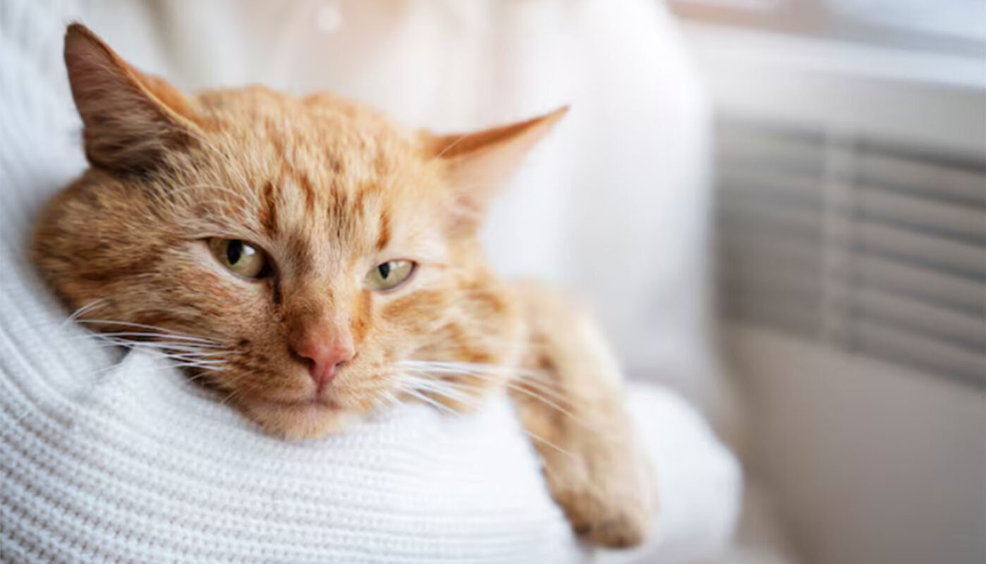 В Вологодской области сначала похолодает, а потом опять потеплеет