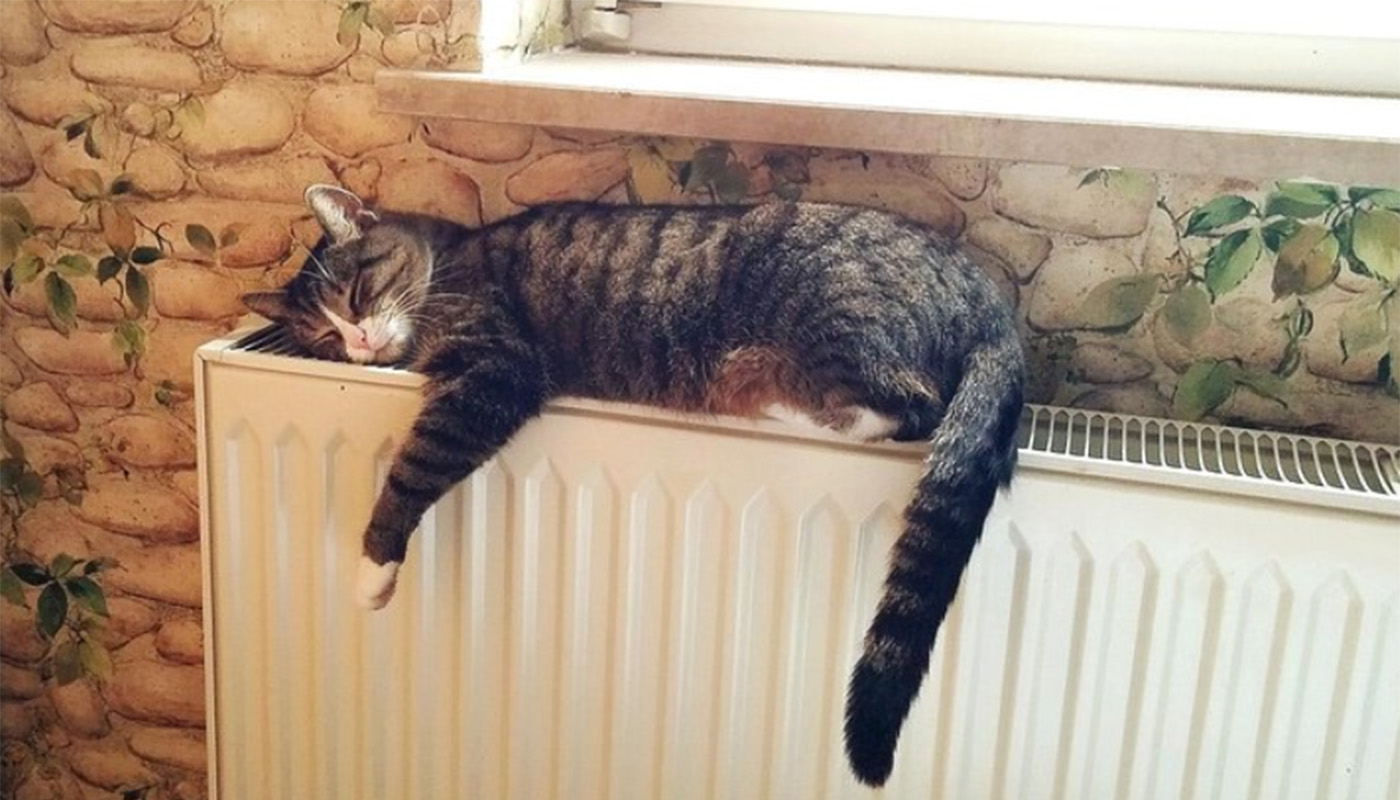 кот