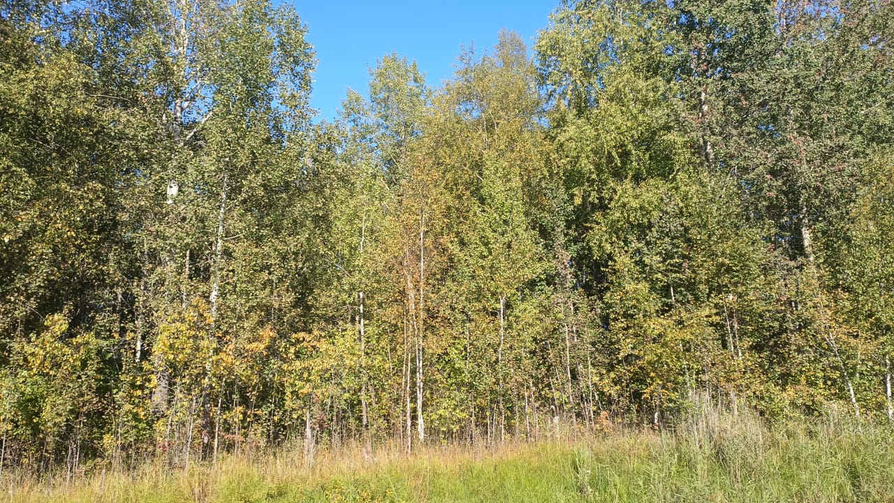 Лес