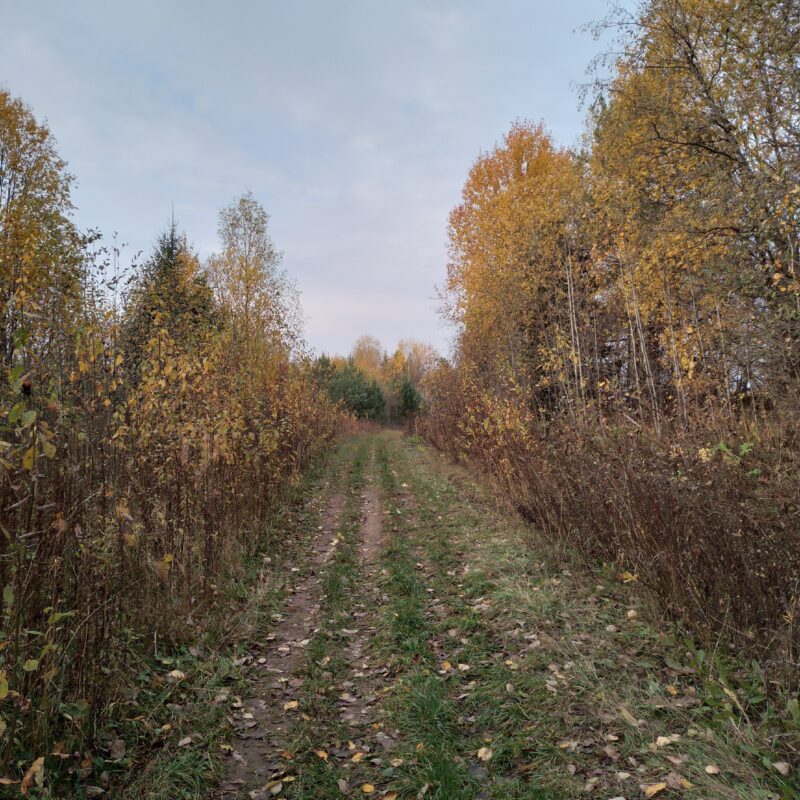 Погода
