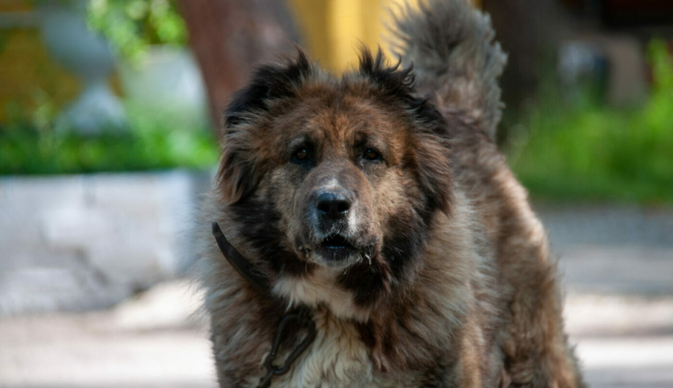 злая собака