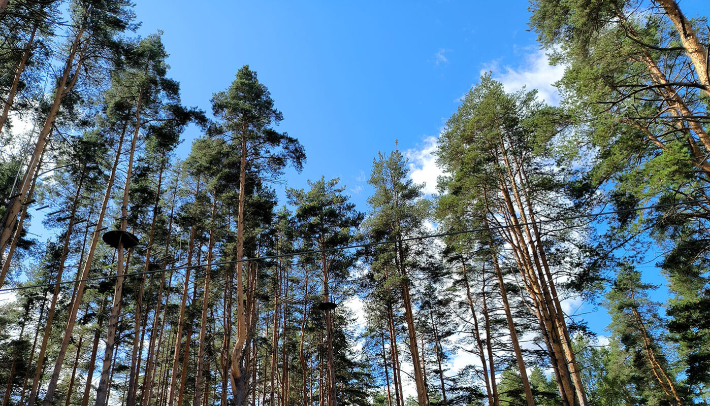 На западе Вологодской области установлена санитарная зона