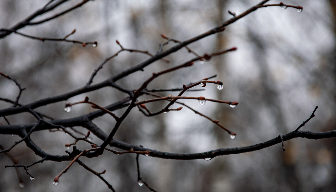 Синоптики сообщили, какой будет погода в Вологодской области в ближайшие дни