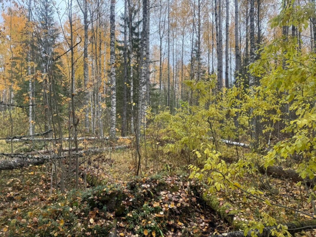 Тотьмич вырубил 88 берез ради чаги