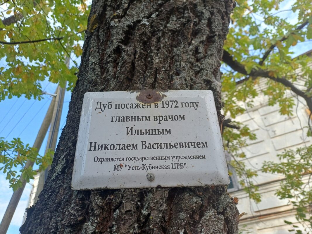 Дуб