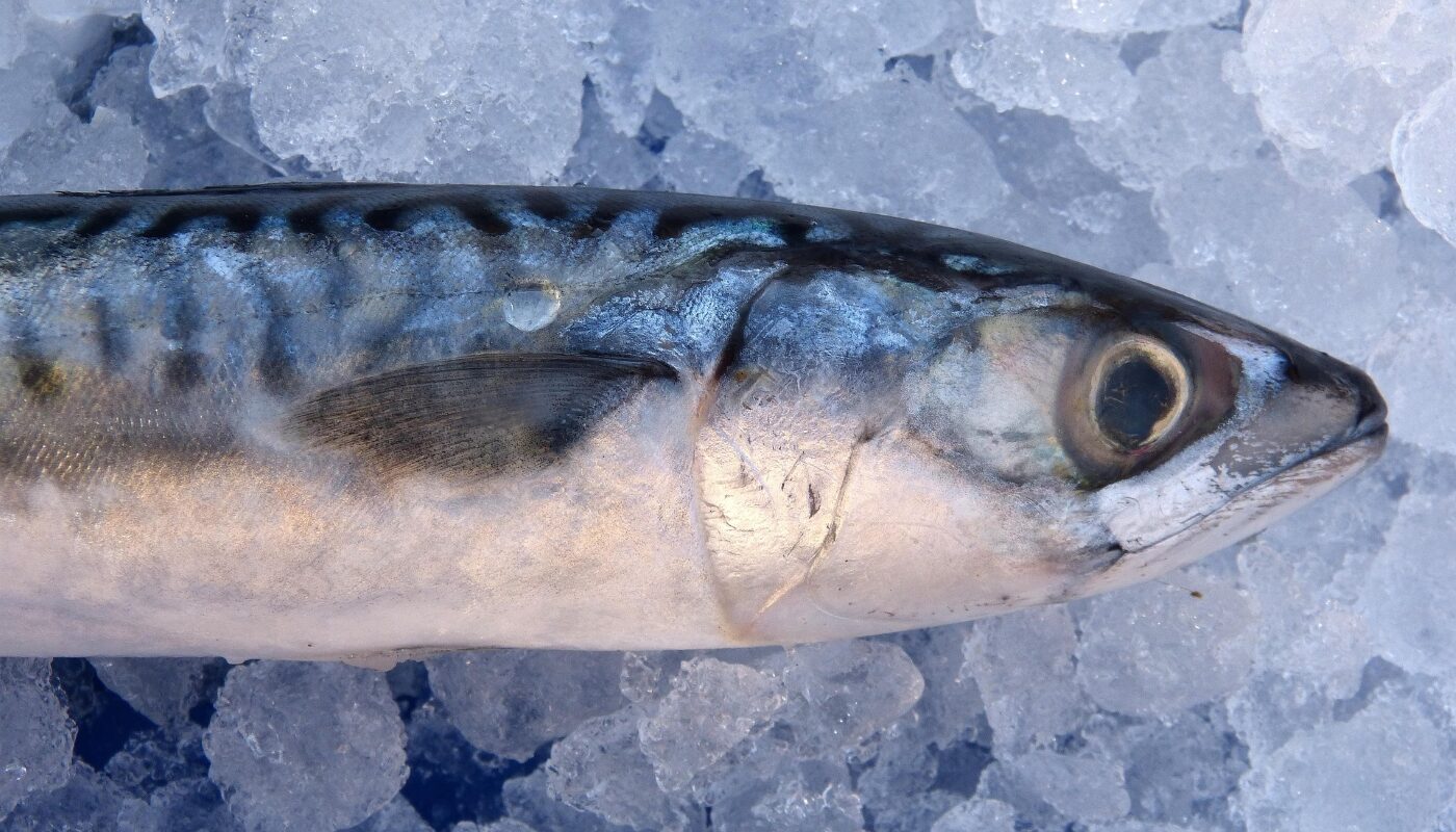 Еда рыба скумбрия на льду