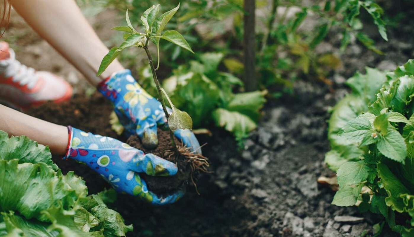 Правильно подготовленный к зиме огород — залог богатого урожая