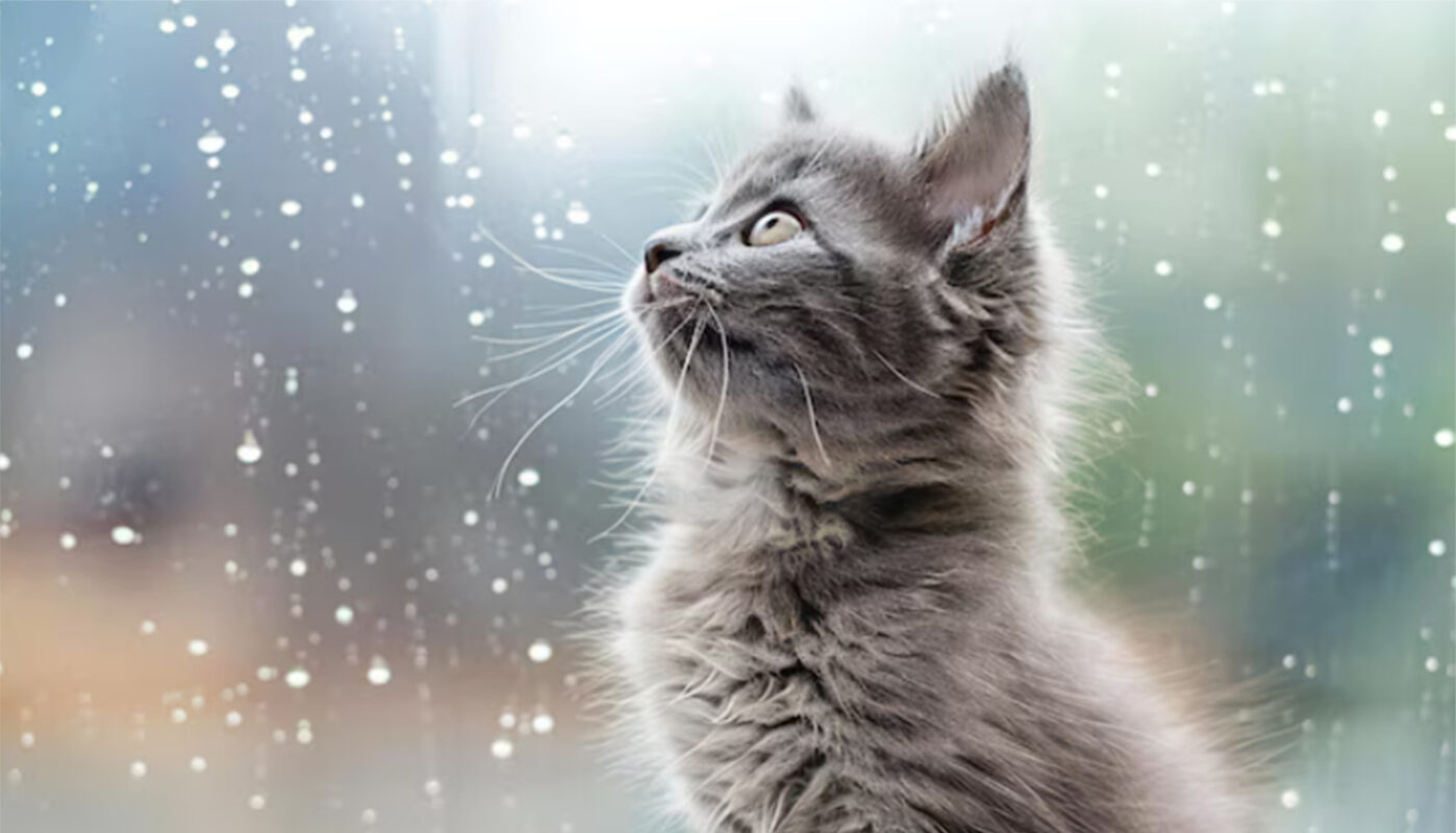 На Вологодчине по-прежнему будет пасмурно и дождливо