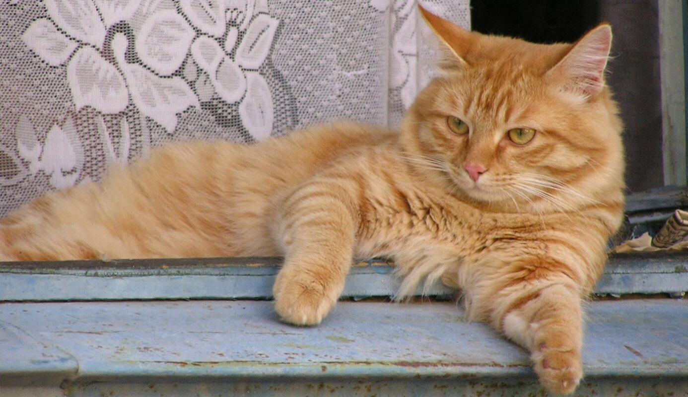 В Вологодской области будет аномально тепло