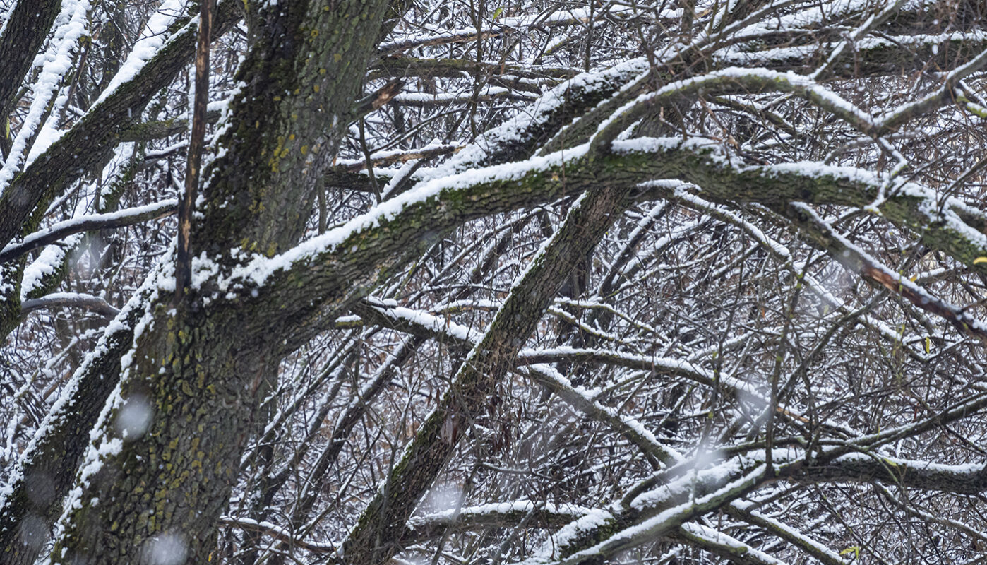 На Северо-Западе России и в Вологодской области установилась зима
