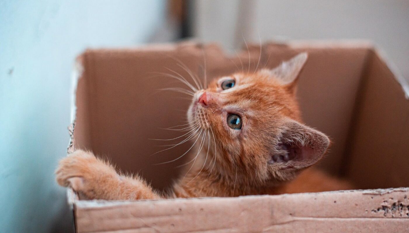 кошка в коробке