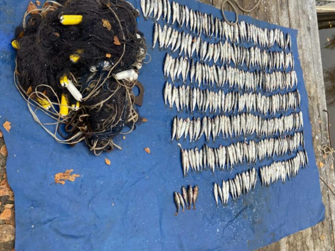 Более 300 экземпляров рыбы выловил браконьер на Онежском озере