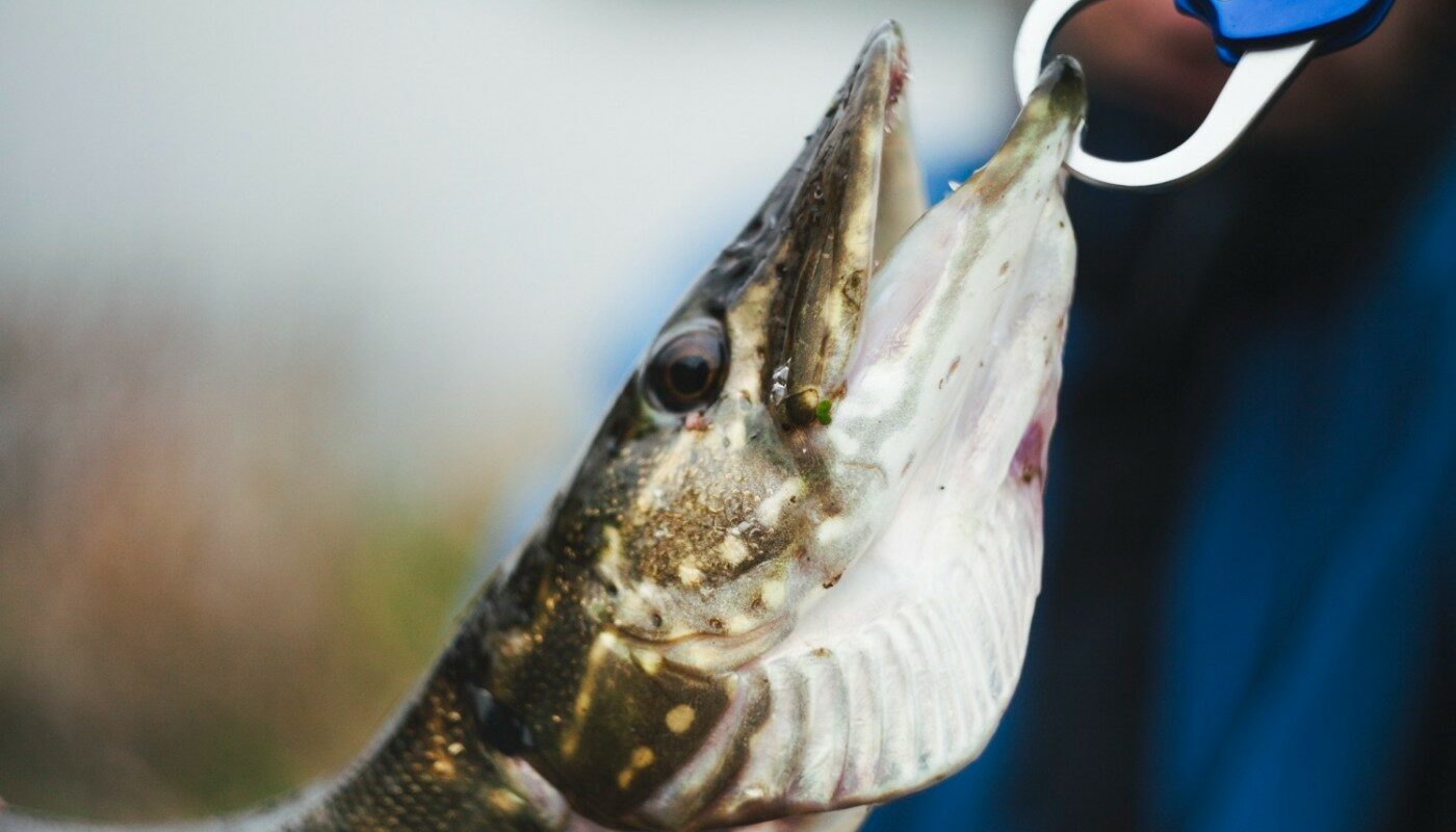 щука на крючке крупный план