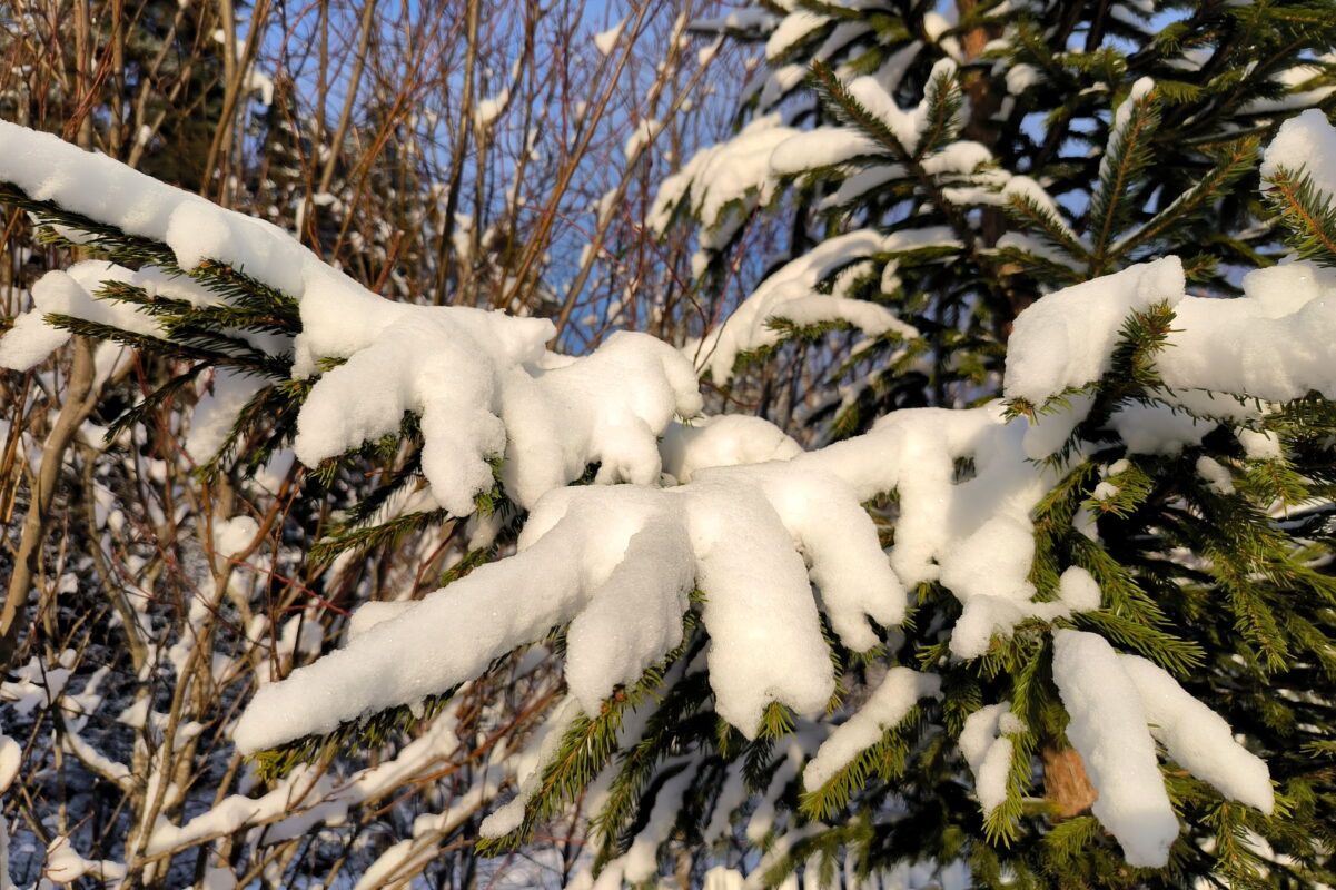 Синоптики рассказали о погоде на конец ноября в Вологодской области