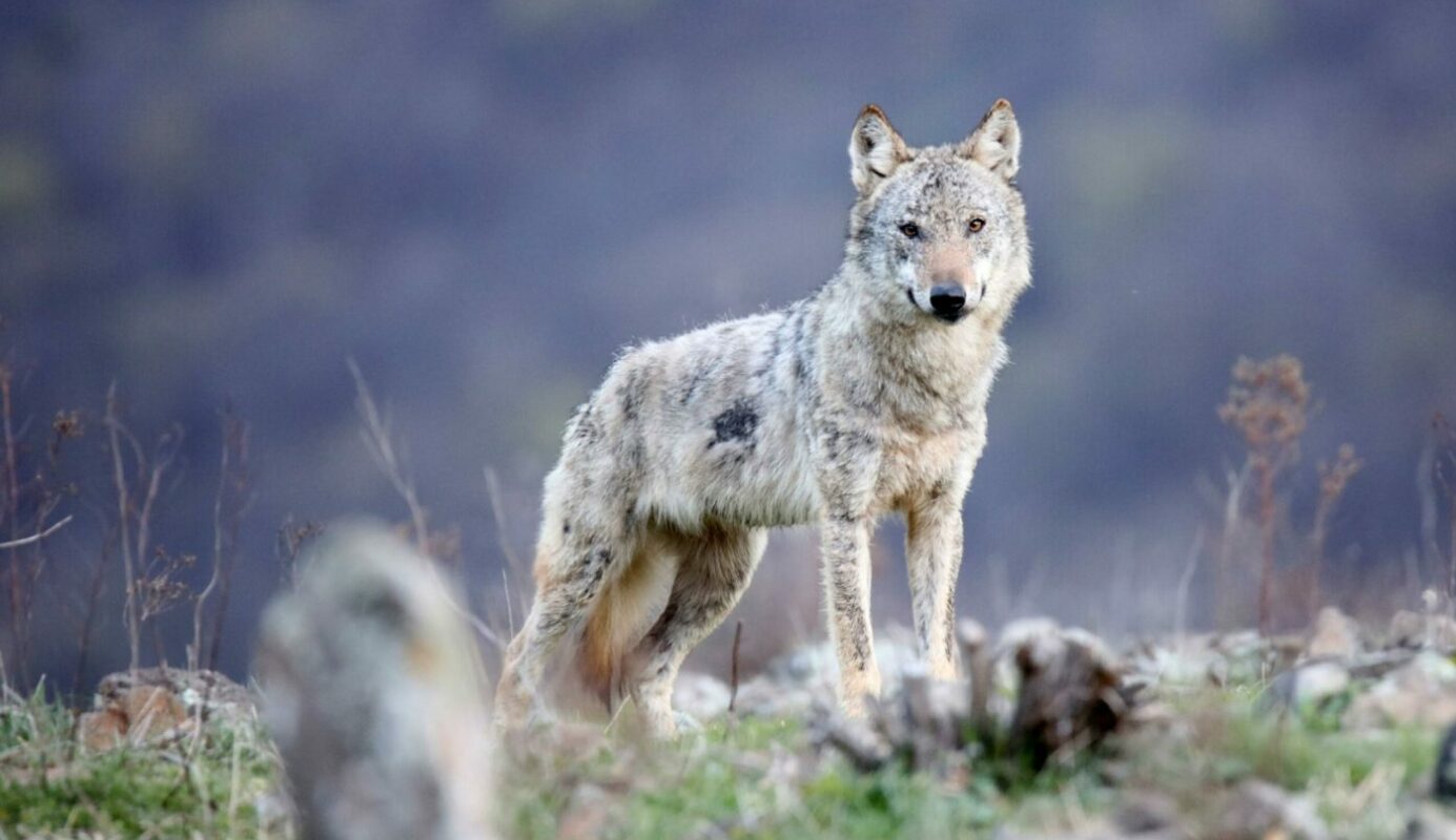 В России резко увеличилось количество волков. Почему проблема гораздо серьезнее, чем о ней говорят