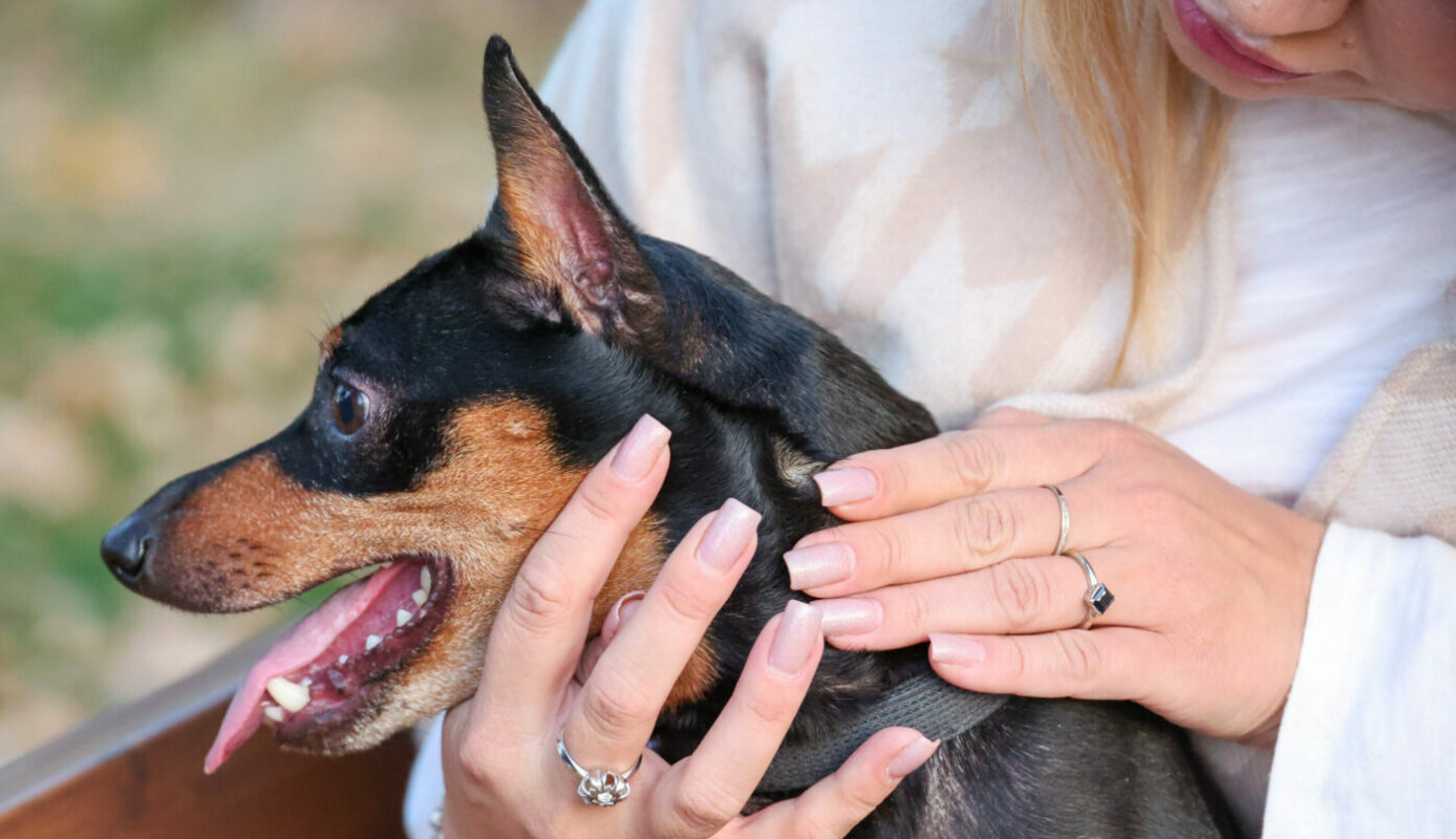 Закон об обязательной маркировке домашних питомцев примут в 2026 году. Испытывать его действие начнут на собаках