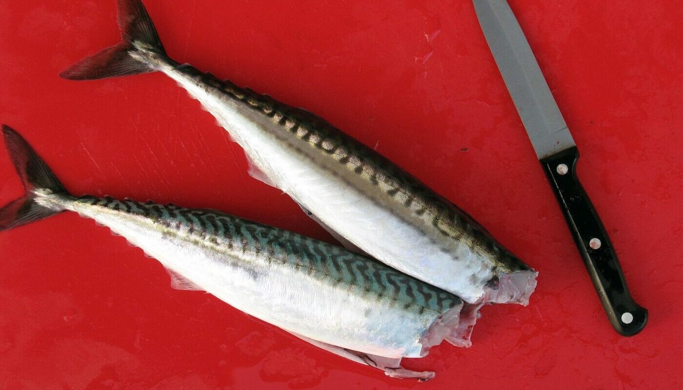 Такая скумбрия вкуснее селедки и красной рыбы: простой маринад для домашней засолки к Новому году