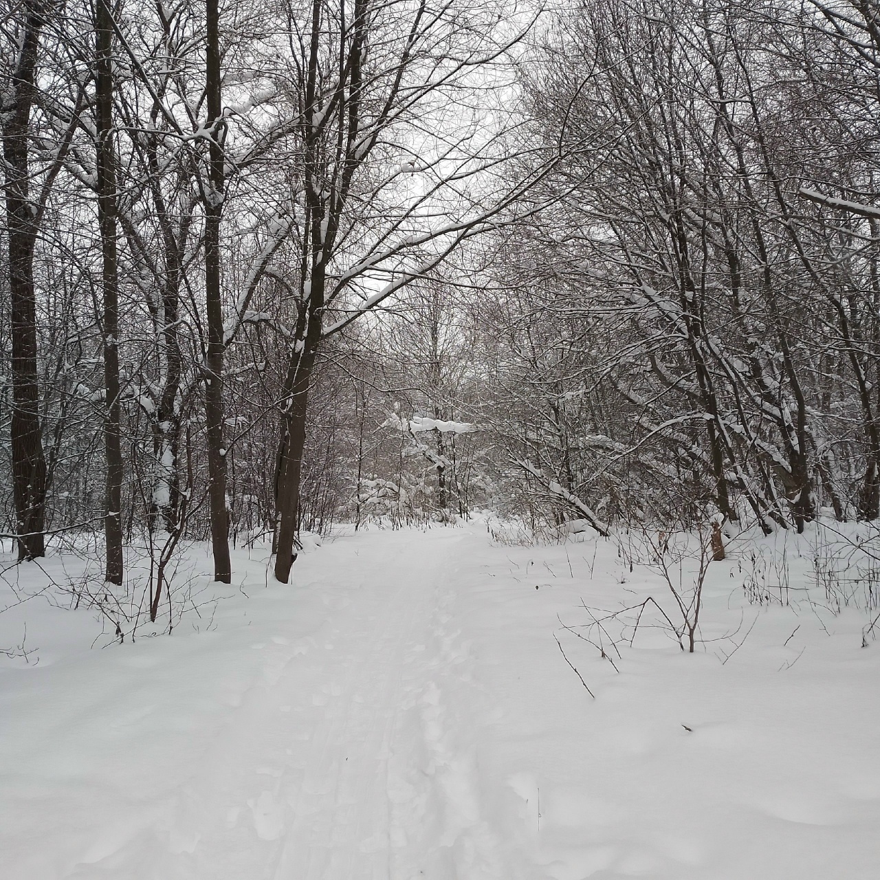 Контраст температур в Вологодской области превысил 24 градуса