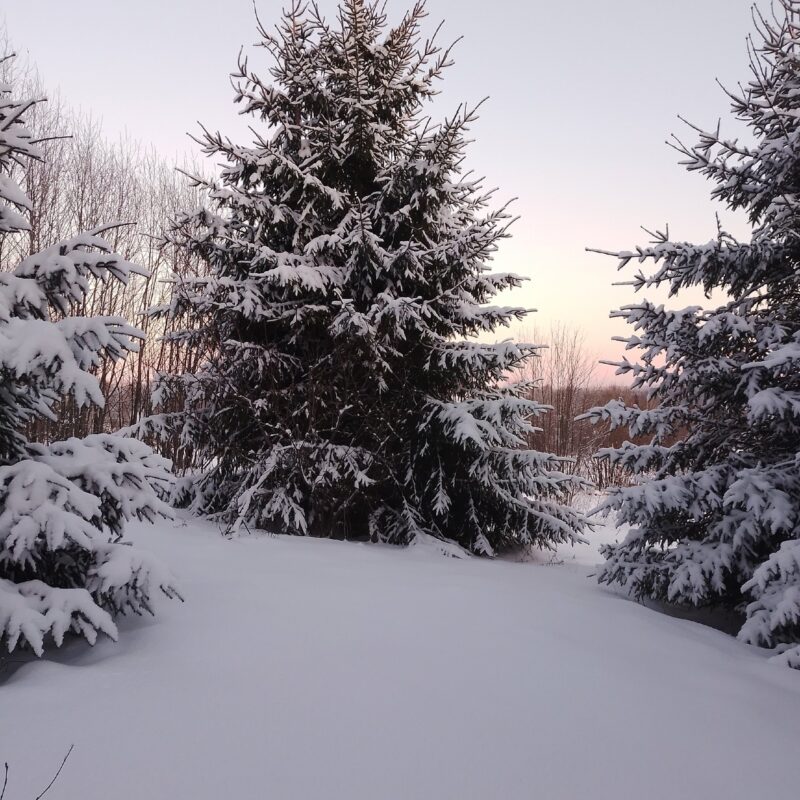 На Вологодчину придут морозы