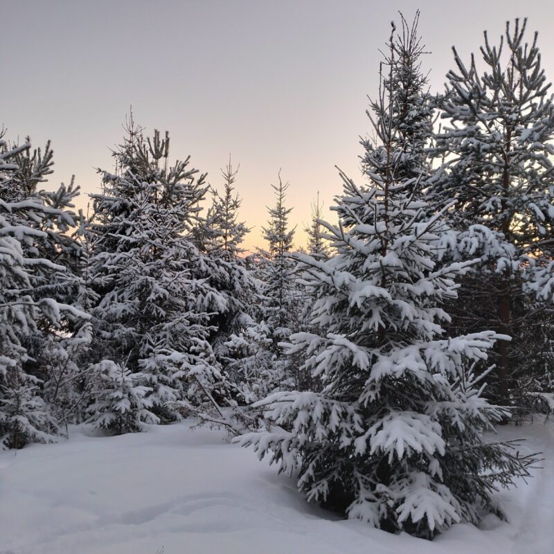 Морозную погоду обещают синоптики в новогоднюю ночь