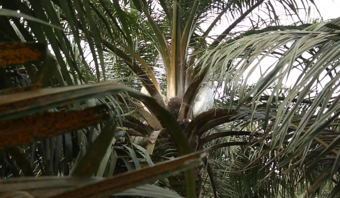 В России заработал единый реестр продуктов, не содержащих в составе пальмовое масло