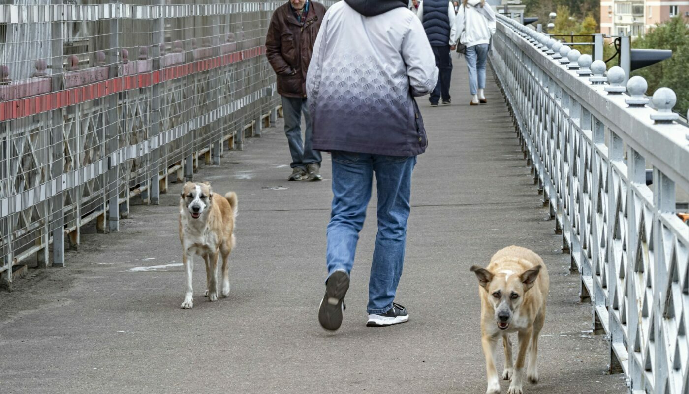 В России появится “горячая линия” для жалоб на бродячих животных