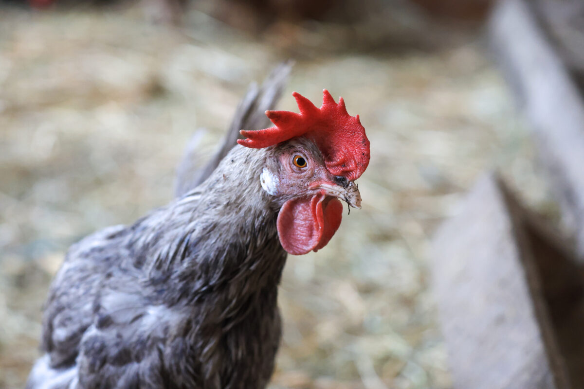 Российские фермеры бьют тревогу. Дешевая китайская курятина начинает вытеснять отечественную продукцию