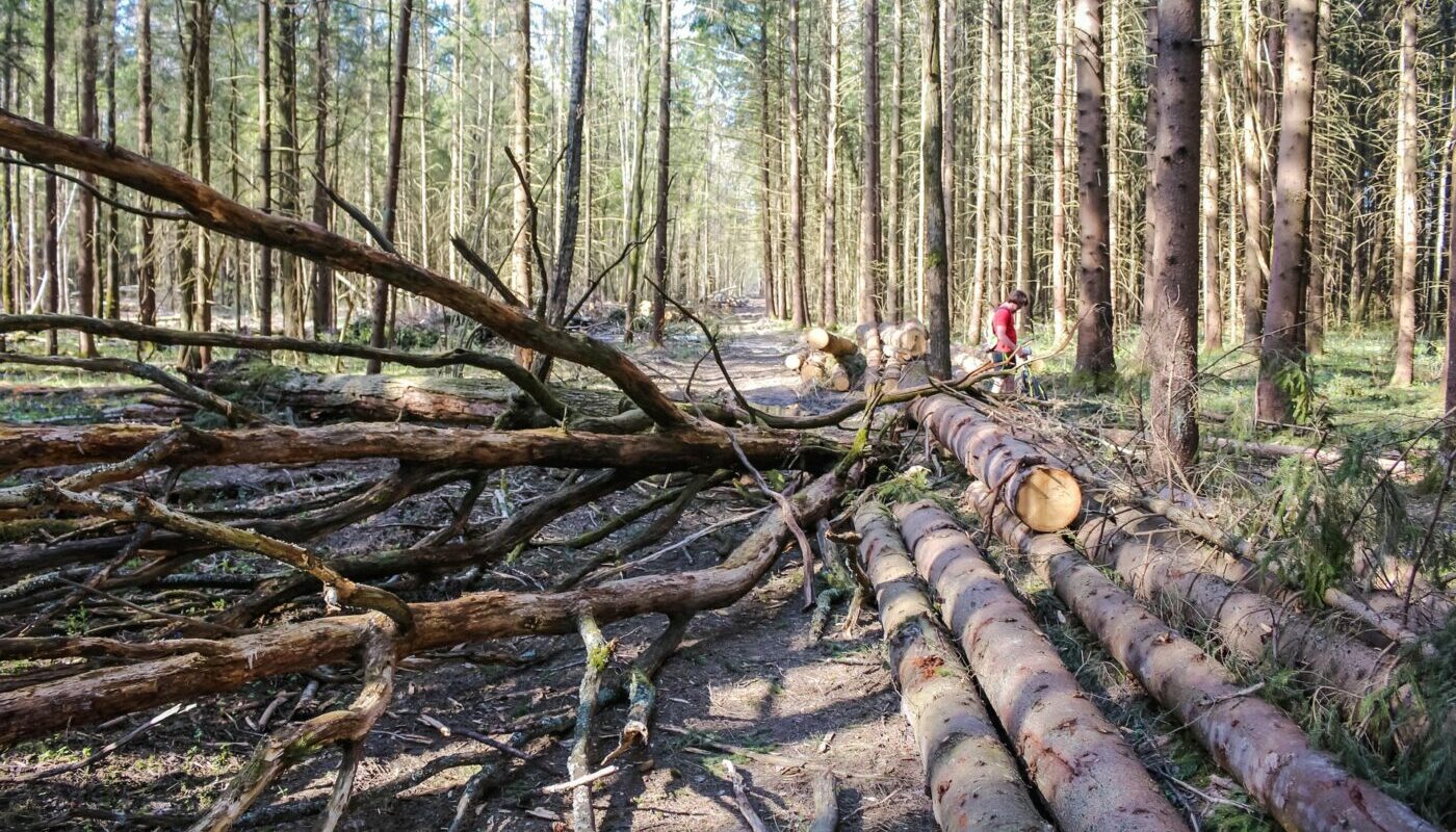 Учимся отличать валежник от прочей древесины в лесу: как собрать дрова и не получить штраф