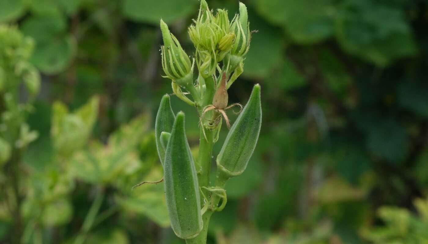Тропическая экзотика в теплице для северных широт: необычный овощ для заядлых огородников