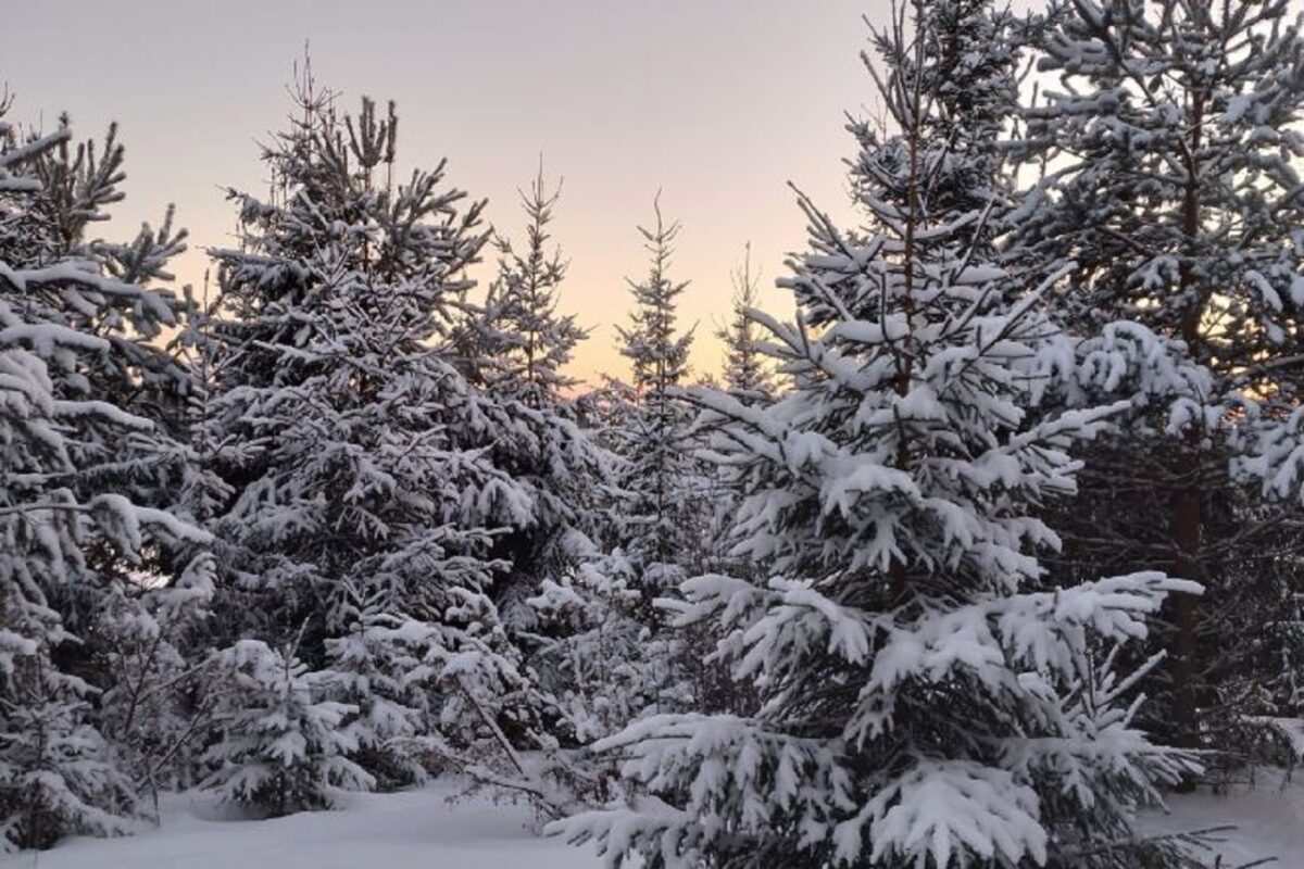 Обильные снегопады обещают синоптики