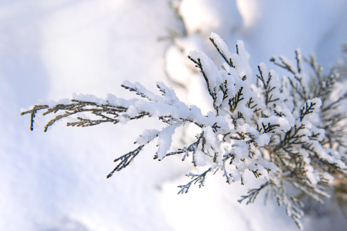 Аномальные холода придут на Вологодчину