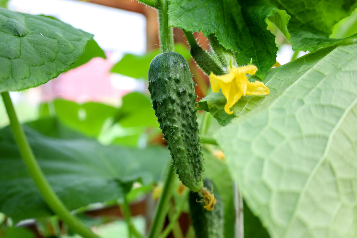 В России придумали как снизить цены на огурцы