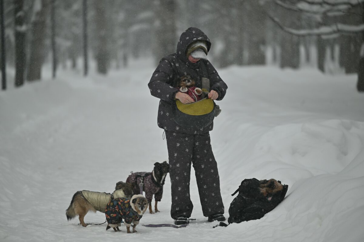 Налог на выгул собак может появиться в России до конца 2026 года
