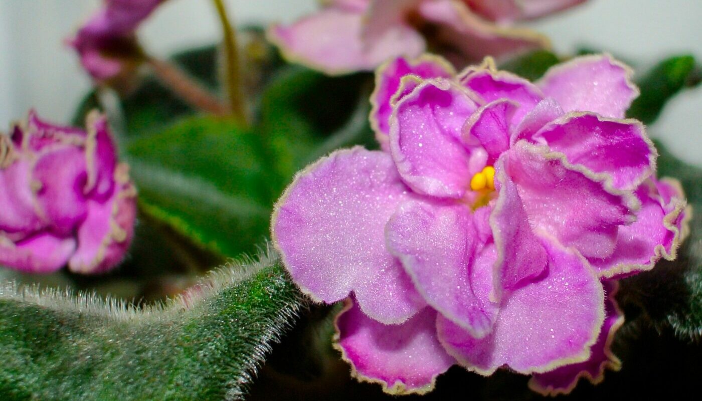 Фиалка сразу выпустит бутоны: ошибки в уходе за растением, которые мешают цветению