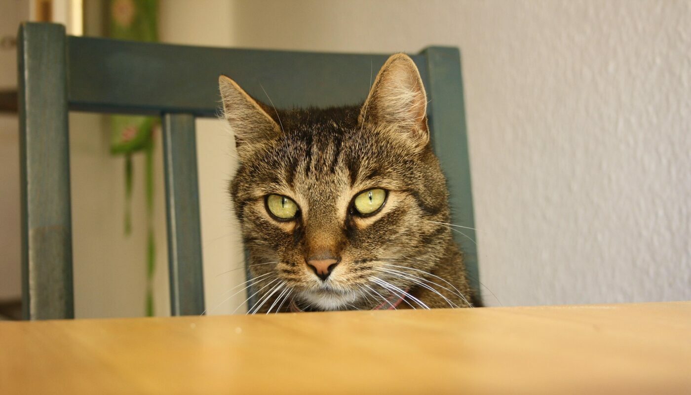 Кошка пытается стащить еду из вашей тарелки: эксперты объяснили, зачем она это делает