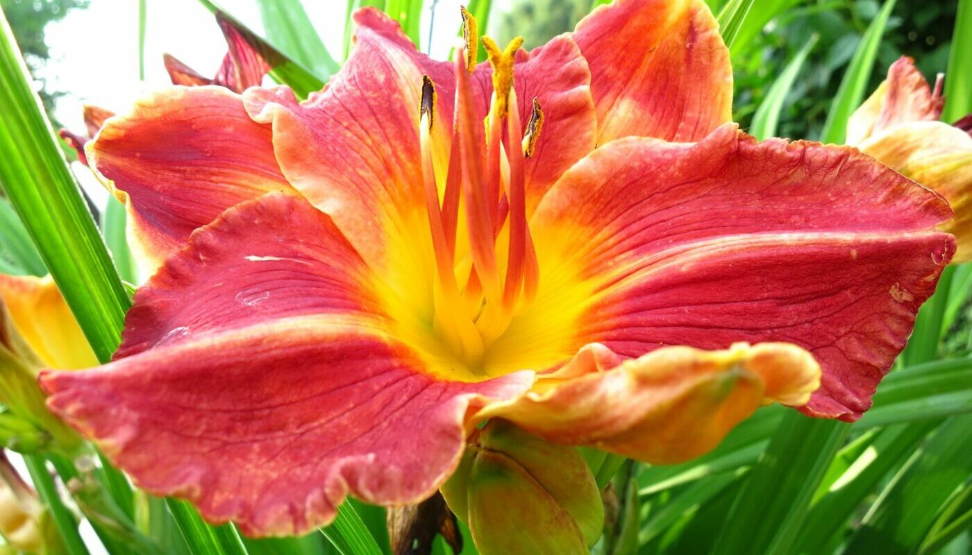 Не убиваемые растения: растут в тени, возле забора и в других сложных местах участках