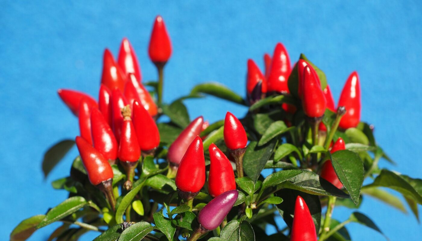 Как выбрать фитолампу для перцев и томатов: рассада не вытянется и вырастет крепкой