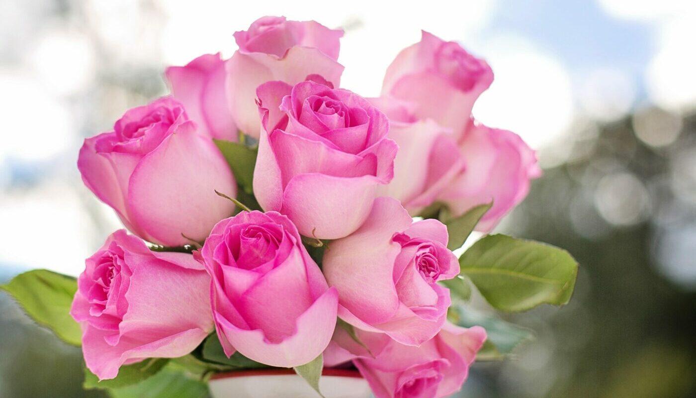 Розовый куст станет цвести все лето: секреты ухода за капризным растением