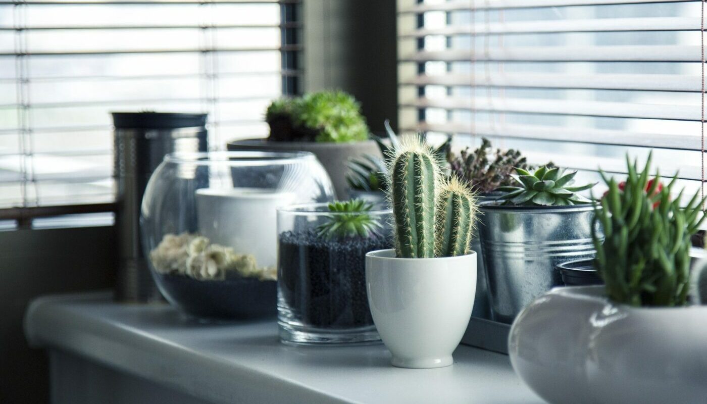 Капельный автополив для комнатных растений своими руками: просто, красиво и экономично