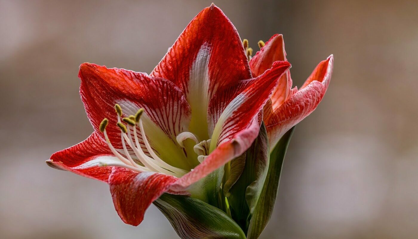 Самый весенний комнатный цветок: подарит хорошее настроение и снимет усталость от зимы